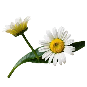 Daisy Flower Line Art PNG 05252024