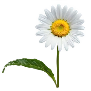 Daisy Flower Outline Png Eaf50 PNG image