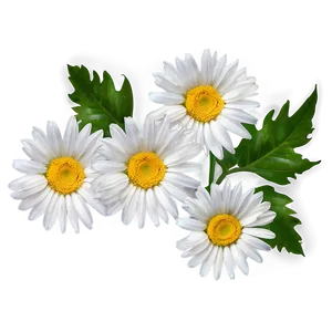 Daisy Flower Outline PNG Xvn95 PNG
