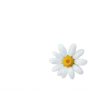 Daisy Flower Png 60 PNG image