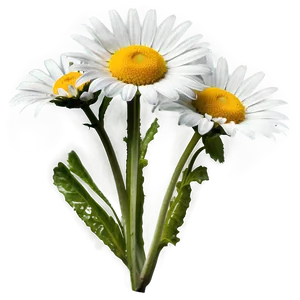 Daisy Flower Png Gnu PNG image
