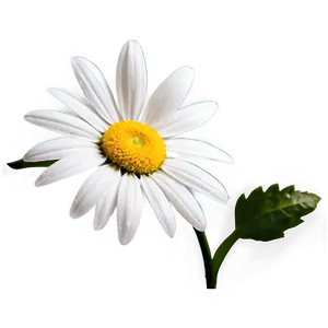 Daisy Flower Transparent Png 05252024 PNG image