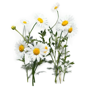 Daisy Graphic Png 05212024 PNG image