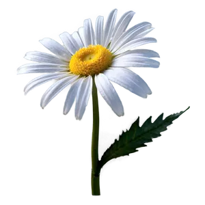 Daisy Graphic Png Hrm30 PNG image