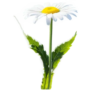 Daisy In Sunlight Png Bdf PNG image