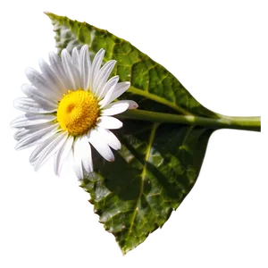 Daisy In Sunlight Png Ehq PNG image