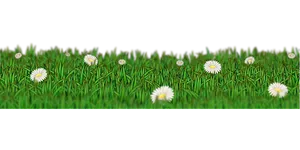 Daisy Meadow Panorama PNG image
