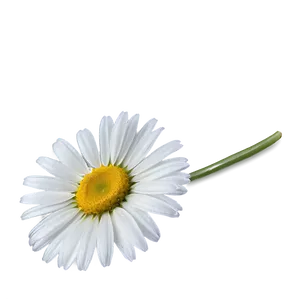 Daisy Outline Png 30 PNG image