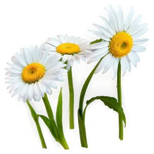 Daisy Outline Png Ufl PNG image