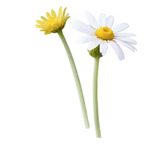 Daisy Outline Png Uqa PNG image