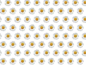 Daisy Pattern Black Background PNG image