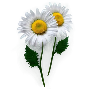 Daisy Pattern Png Ojl19 PNG image
