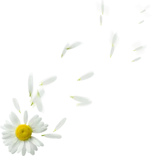 Daisy Petals Falling Black Background PNG image