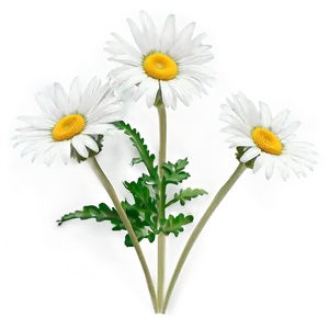 Daisy Print Png 05212024 PNG image