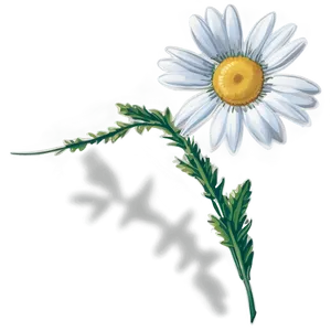 Daisy Print Png Evr12 PNG image