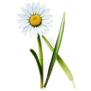 Daisy Seed Png Mak PNG image