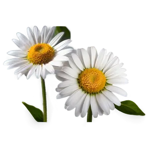 Daisy Seed Png Odp PNG image