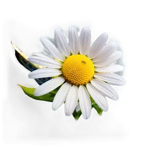 Daisy Seed Png Uol23 PNG image
