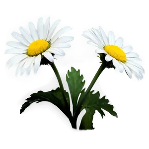 Daisy Silhouette Png Bdq PNG image