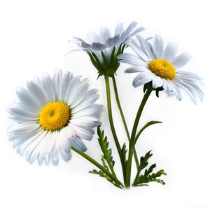 Daisy Silhouette Png Dtf45 PNG image