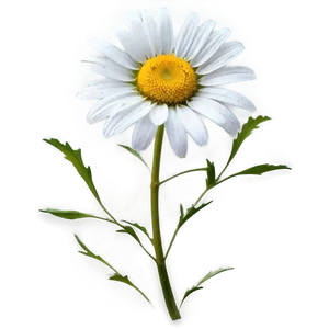 Daisy Silhouette Png Nqb39 PNG image