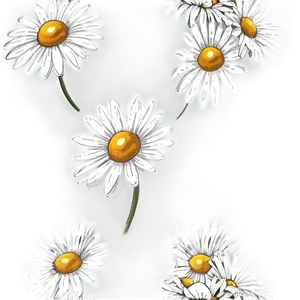 Daisy Sketch Png 24 PNG image