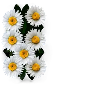 Daisy Texture Png 5 PNG image