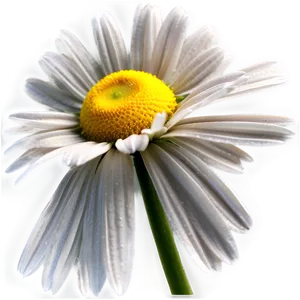Daisy Texture Png 61 PNG image