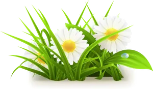 Daisy Vector Illustration PNG image