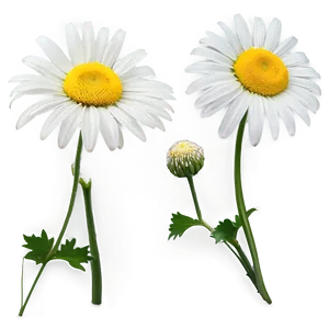 Daisy Wallpaper Png 05212024 PNG image