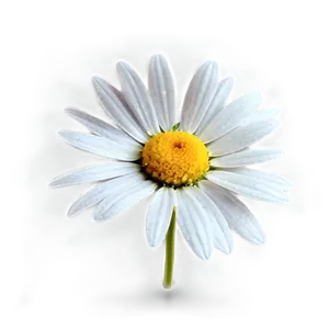 Daisy Watercolor Png 05212024 PNG image