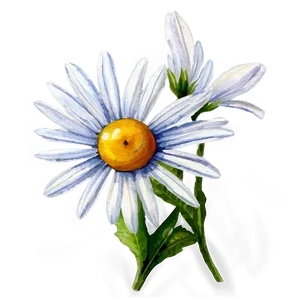 Daisy Watercolor Png Xhq64 PNG image