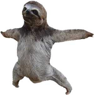 Dancing Sloth Transparent Background PNG