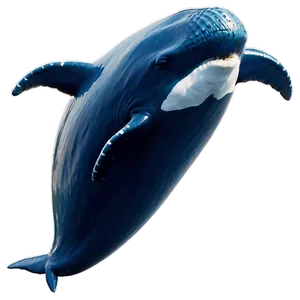 Dancing Whale Png 27 PNG image