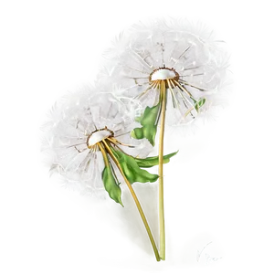 Dandelion Airy Fluff PNG 05242024 PNG
