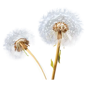 Dandelion Airy Fluff PNG 05242024 PNG