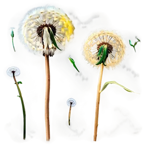 Dandelion Airy Fluff PNG 74 PNG