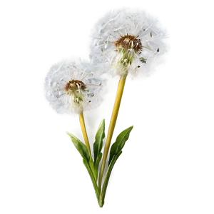 Dandelion Airy Fluff PNG Uvn PNG