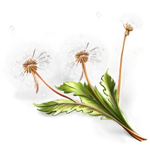 Dandelion Bouquet Art PNG Ton