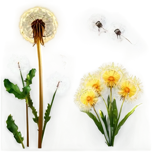Dandelion Bouquet PNG 14 PNG