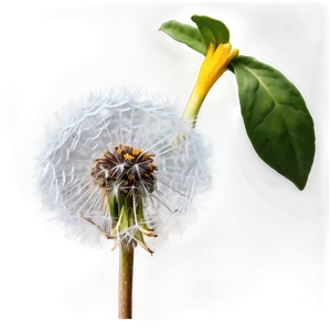 Dandelion Close-up PNG 06292024