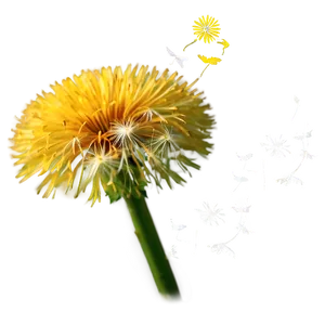Dandelion Close-up PNG Lpo6