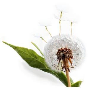 Dandelion Close-up PNG Nat71 PNG