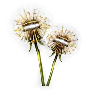 Dandelion Detail PNG Eie75