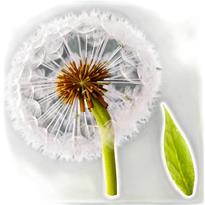 Dandelion Detail PNG Txi