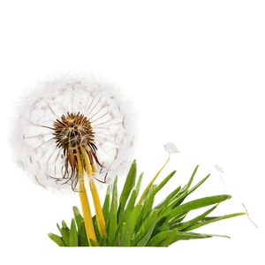 Dandelion Fantasy PNG 06292024 PNG