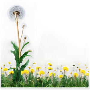 Dandelion Field PNG 05242024