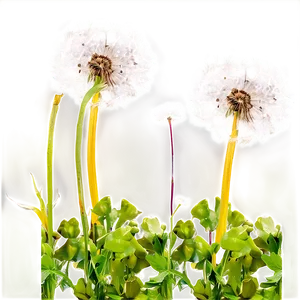 Dandelion Field PNG 05242024