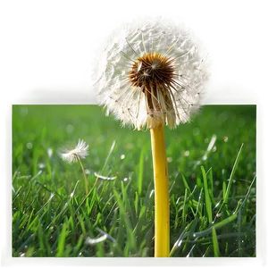 Dandelion Field PNG Tnq81