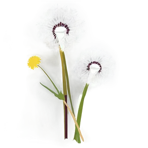 Dandelion Floral Pattern PNG Aet21 PNG